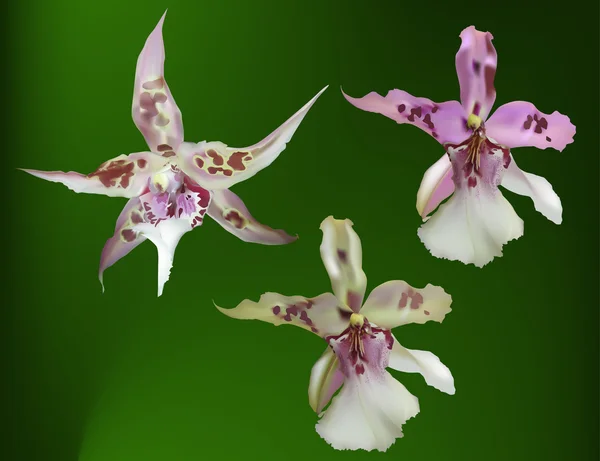 Сиреневые и белые орхидеи — стоковый вектор