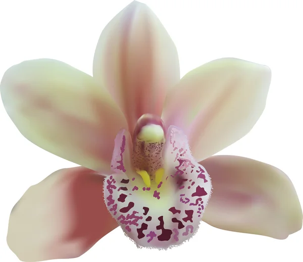 Hellgelbe Orchidee — Stockvektor