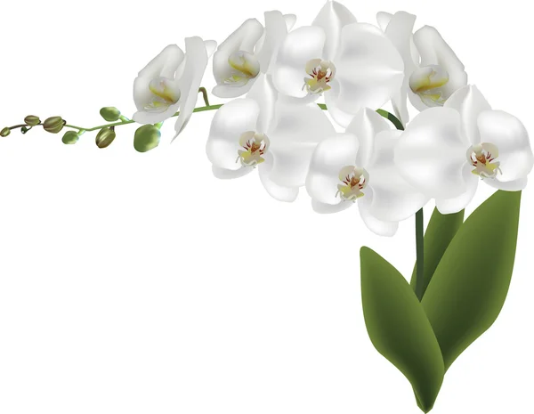 Weiße große Orchideenblüten — Stockvektor