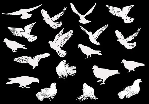 Dziewiętnaście białe gołębie — Wektor stockowy