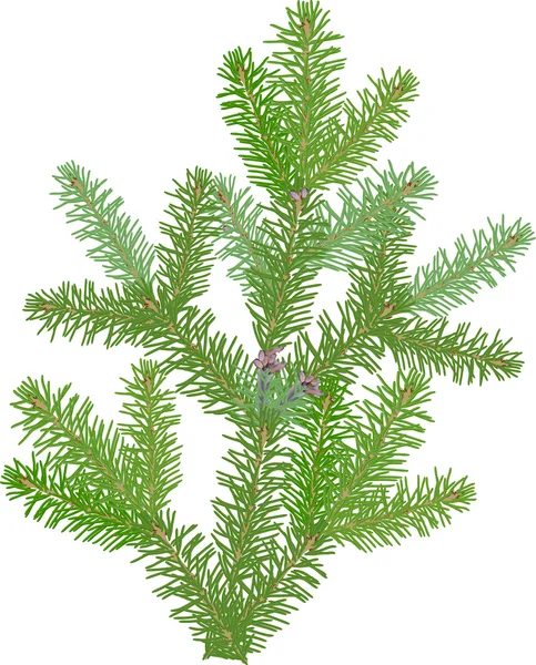 Green fir branch — Stock Vector