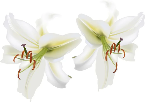 White lilies flowers — Stock Vector