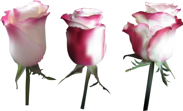 Rosa rosas flores — Vector de stock