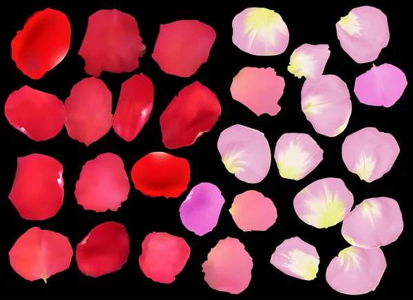 Rosenblätter in rosa und roten Rosen — Stockvektor