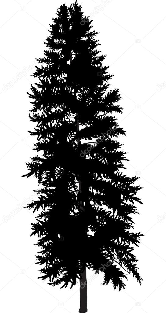 black fir tree