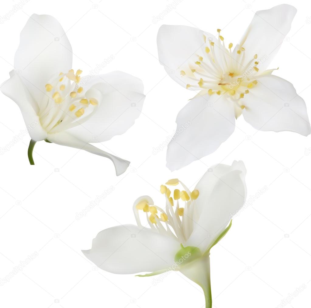 three jasmine flowers