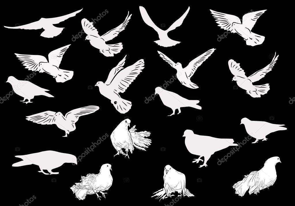 nineteen white pigeons