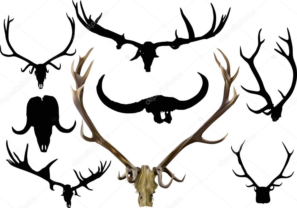 set of antlers and horns