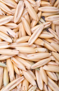 yulaf taneleri kökenli