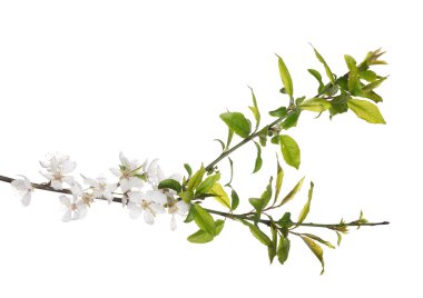 kiraz ağacı çiçek