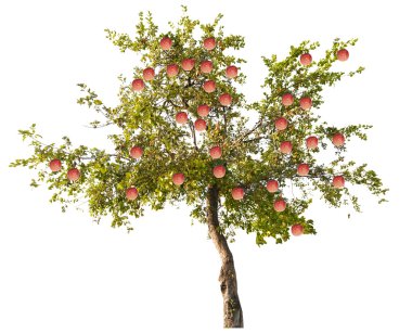 Meyveli yeşil elma ağacı