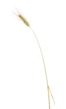 arpa tek yeşil kulak