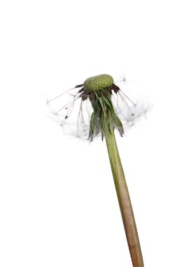 tohumları ile eski karahindiba