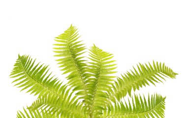 Yeşil fern dalları