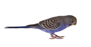 koyu mavi muhabbet kuşu