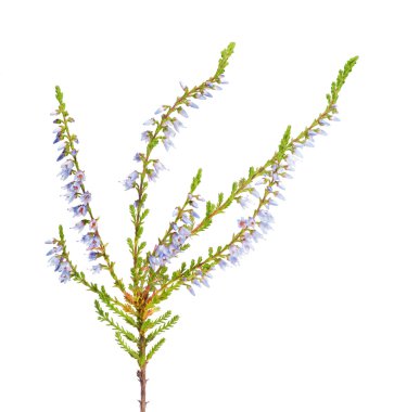 heather with light blue flowers