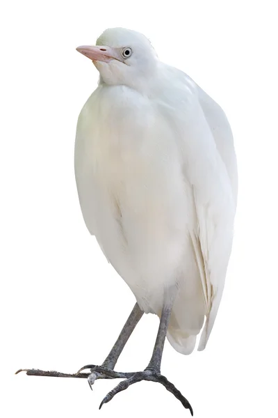 Vita heron fågel — Stockfoto