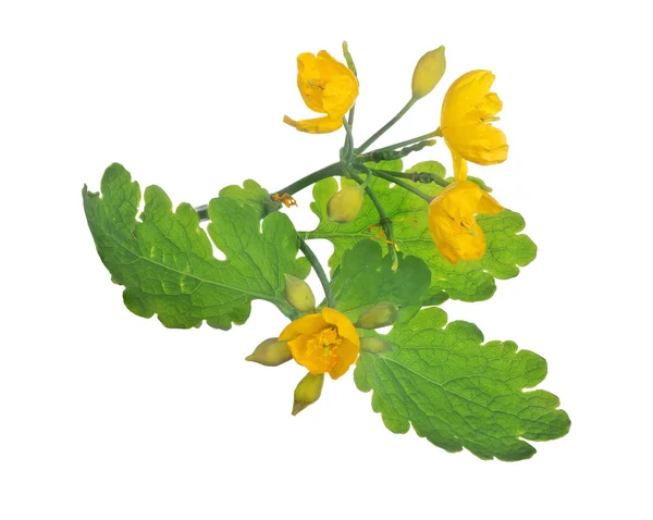 Celandine yellow flowers — Stock Photo, Image