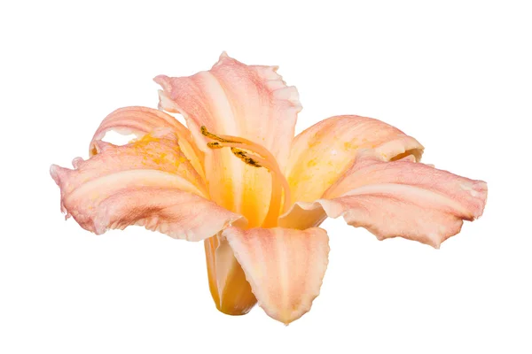 Orange lily bloom — Stock Photo, Image