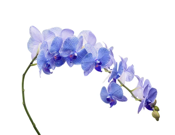 Blaue Orchideenblüten — Stockfoto