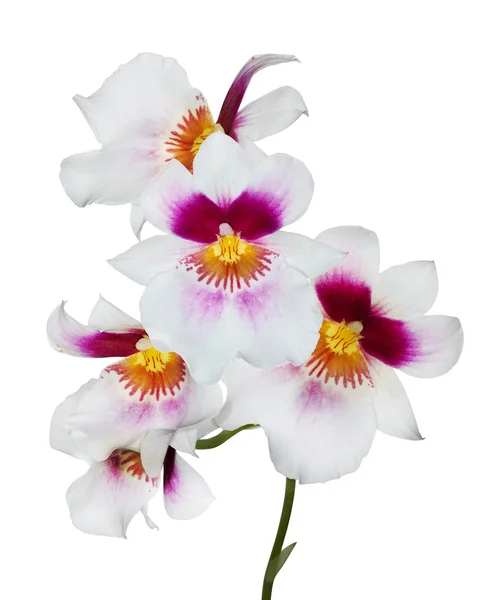 Fiori chiari del Orchid — Foto Stock