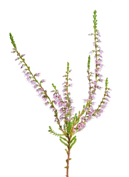 Heather met roze bloemen — Stockfoto