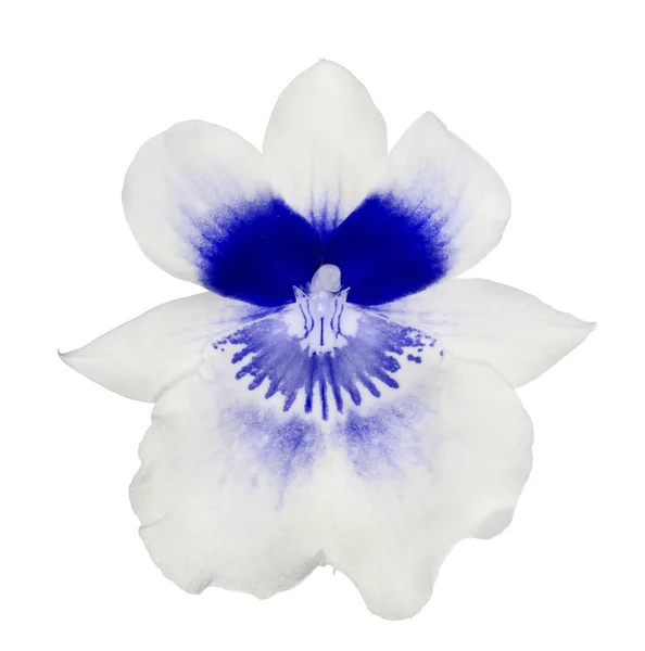 光蘭の花 — ストック写真