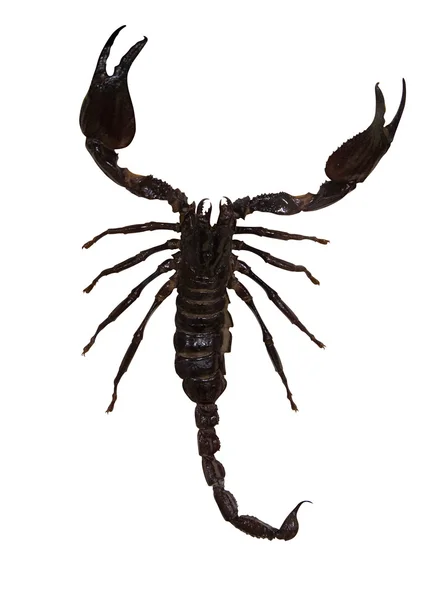 Ciemny brązowy Skorpion — Zdjęcie stockowe
