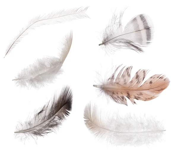 Set of fluffy feathers — Stock Photo, Image