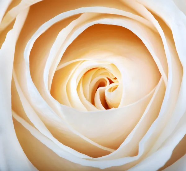 Тонкая светлая роза — стоковое фото