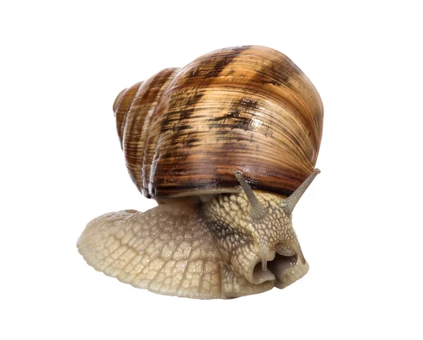 Hellbraune Schnecke — Stockfoto