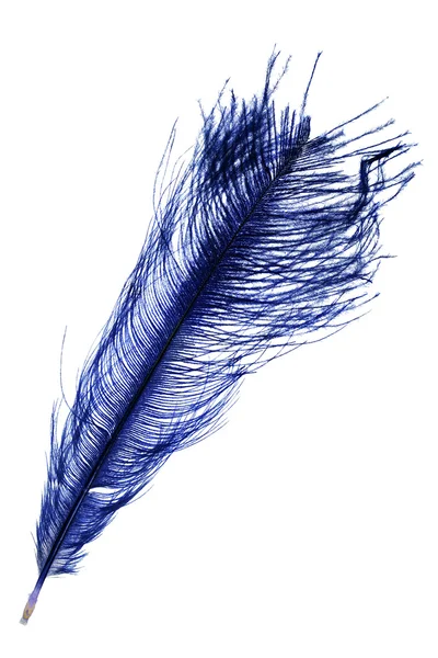 진한 파란색 깃털 — 스톡 사진
