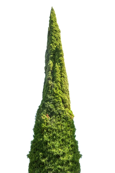 Tek yeşil selvi — Stok fotoğraf