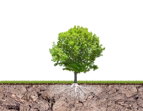 Oak tree with root in soil — Stock Photo, Image