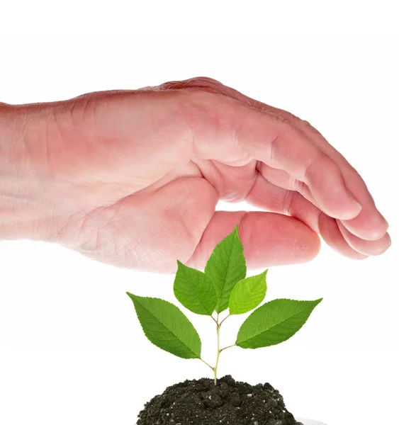 Mano humana por encima de una pequeña planta — Foto de Stock