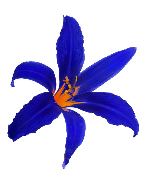 Blue lily bloom — Stock Photo, Image