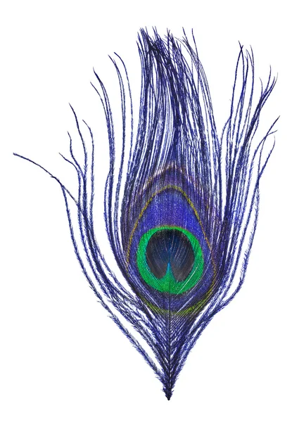 Single peacock feather — Stock Photo, Image