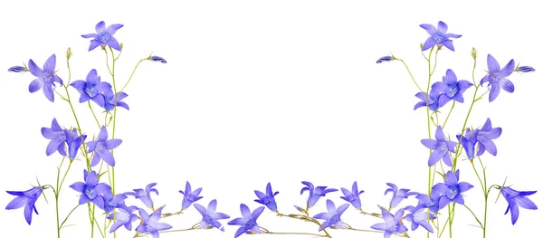 Blauwe campanula bloemen — Stockfoto