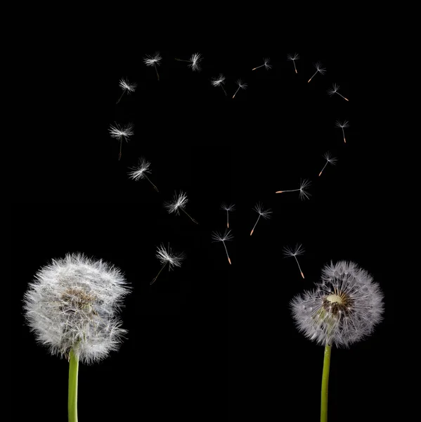 Löwenzahn und Herz aus fliegendem Samen — Stockfoto