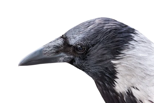 Cabeça de corvo cinza — Fotografia de Stock