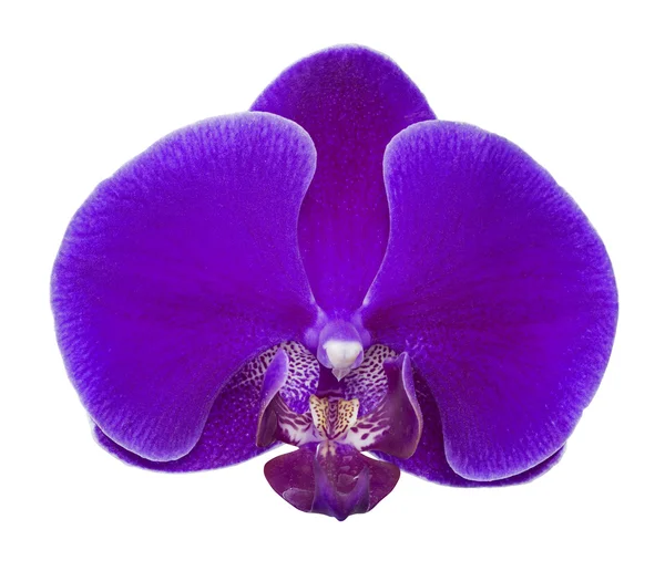 Fiore di orchidea viola — Foto Stock