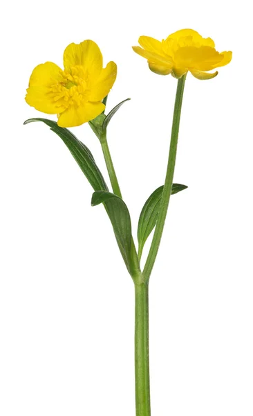 Wild golden buttercup flowers — Stock Photo, Image