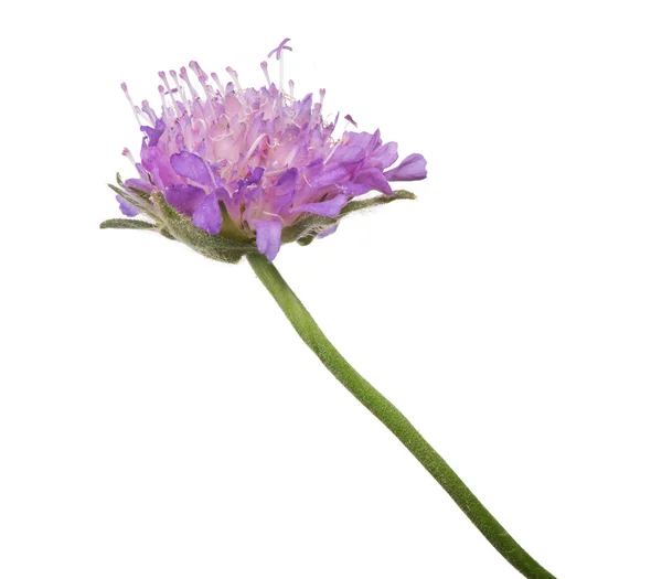 Pole Scabious květ — Stock fotografie
