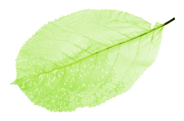 Scheletro di foglia verde — Foto Stock