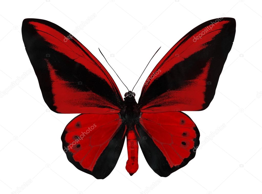 Red and black butterfly Stock Photo by ©Dr.PAS 84212808