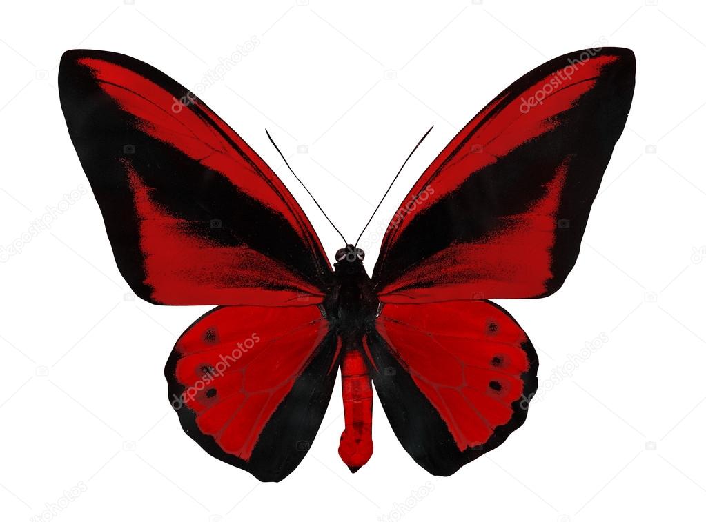 red and black butterfly