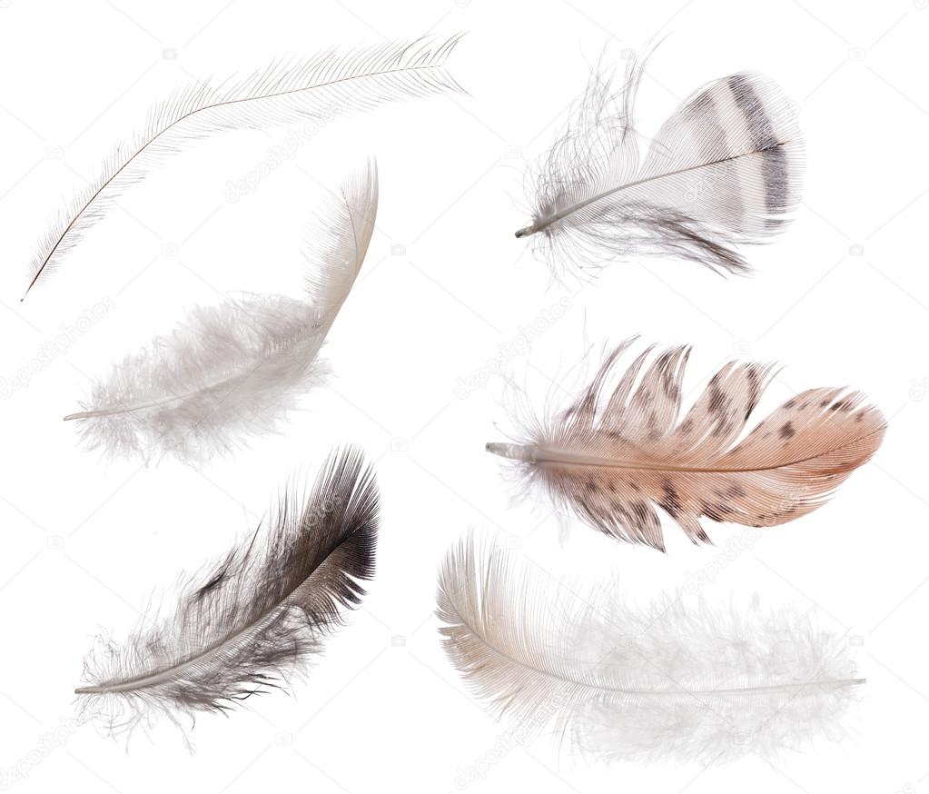 set of fluffy feathers