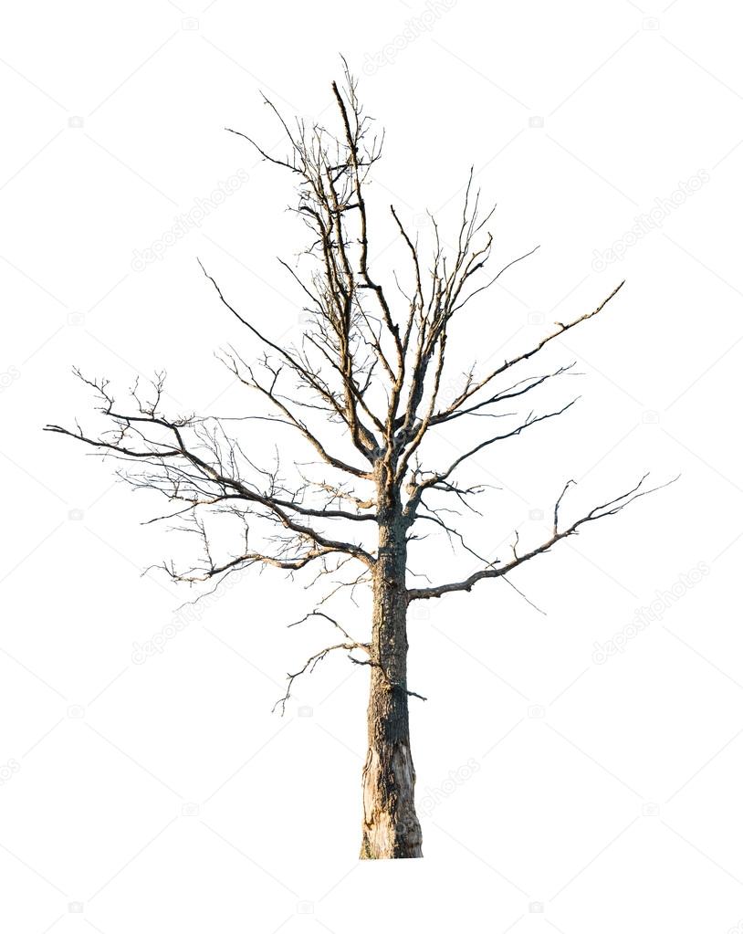 dead large oak tree