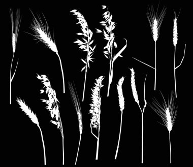 Beyaz kulakları siluetleri