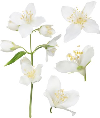 white jasmin flowers clipart